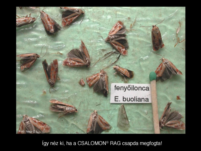 Evetria buoliana