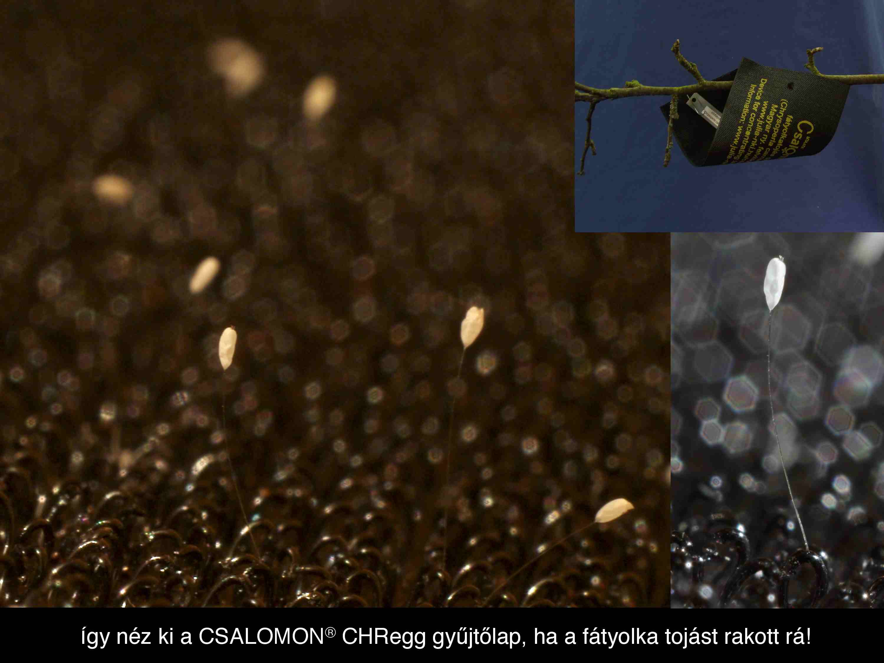 Chrysoperla carnea fajcsoport