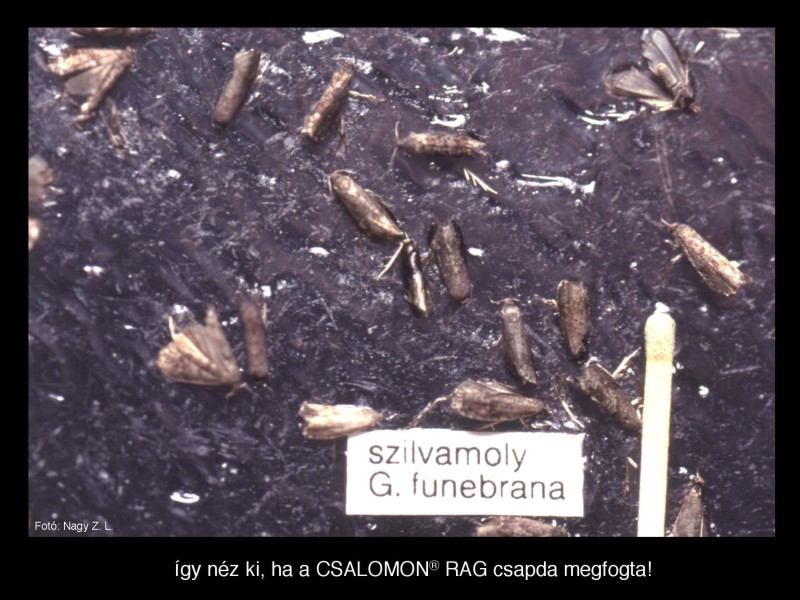 Grapholita funebrana