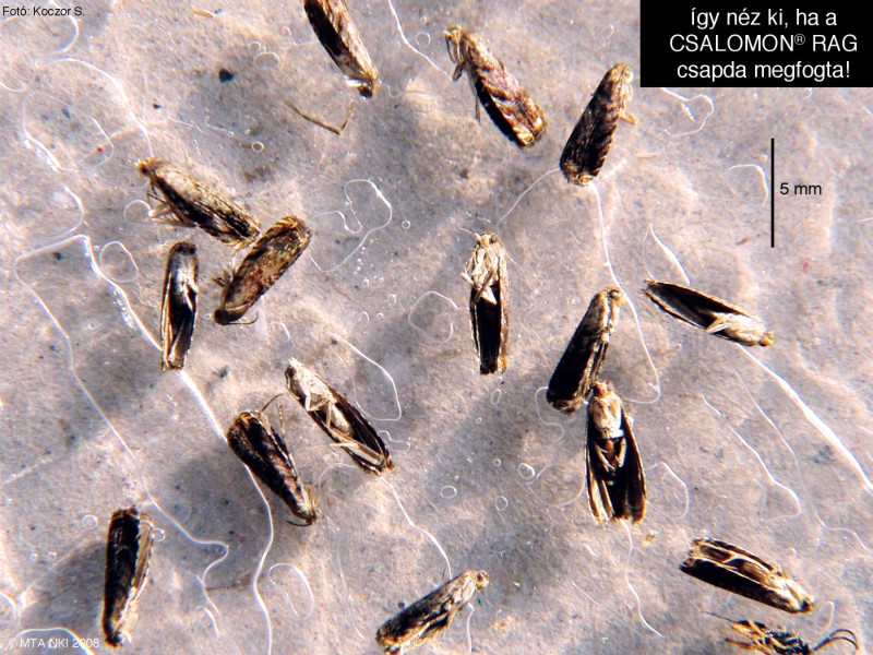 Grapholita janthinana