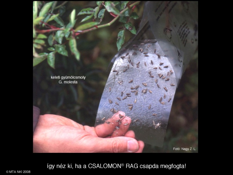 Grapholita molesta