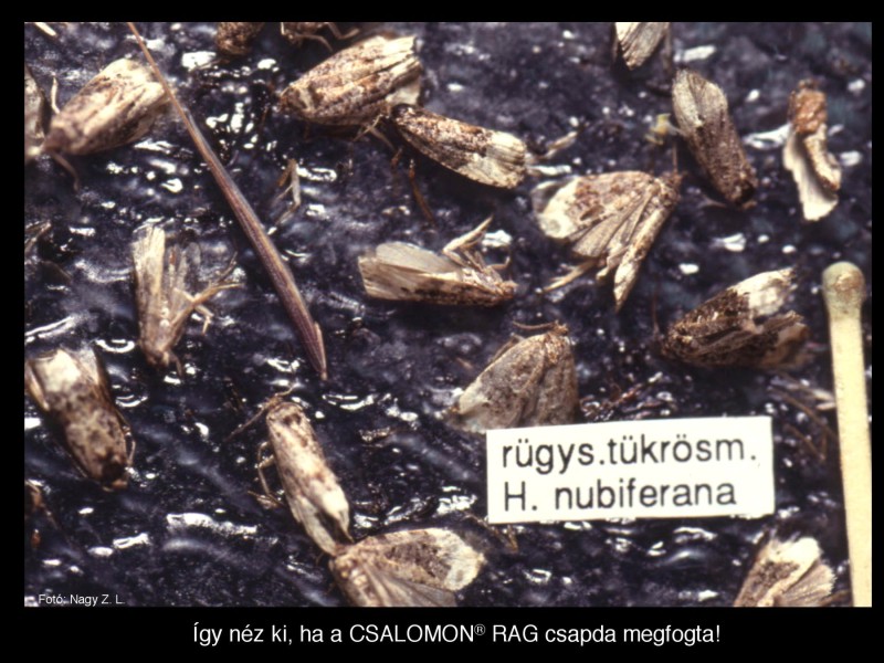 Hedya nubiferana