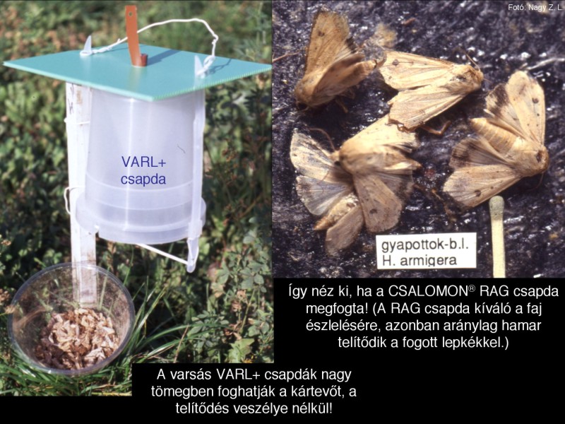 Helicoverpa armigera