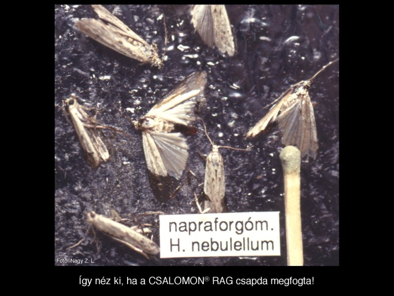 Homoeosoma nebulellum