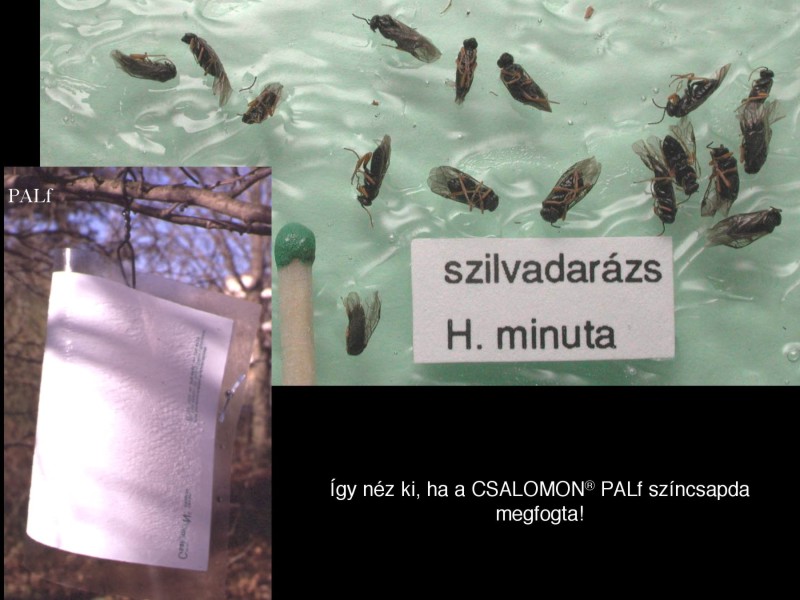 Hoplocampa flava, H. minuta