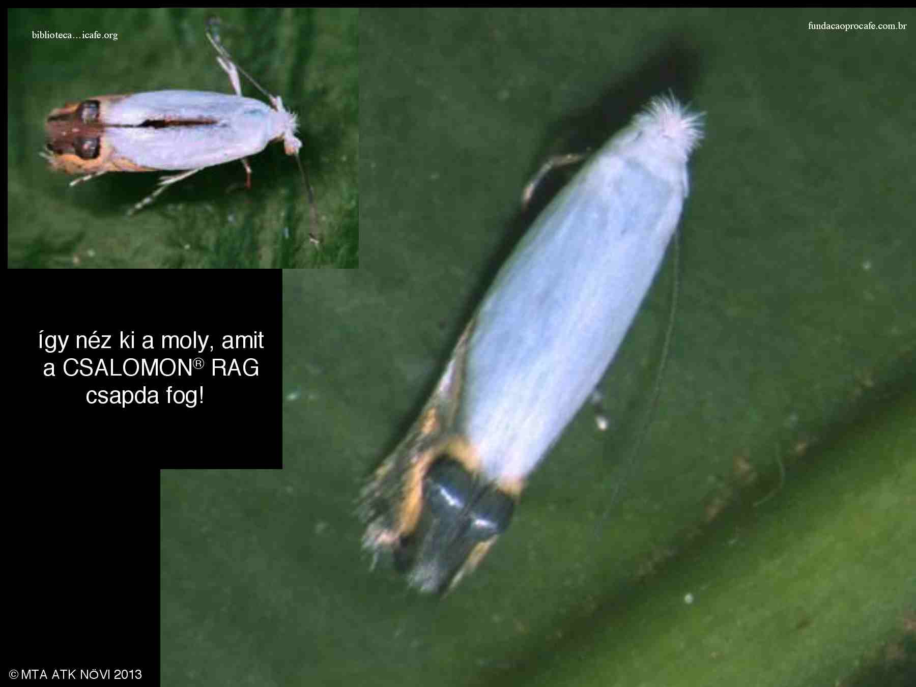 Perileucoptera (Leucoptera) coffeella