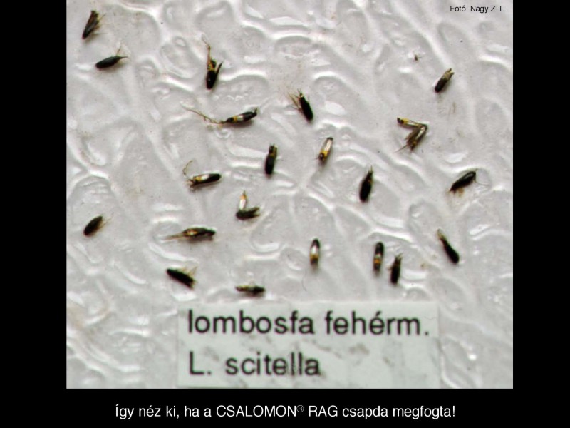 Leucoptera scitella