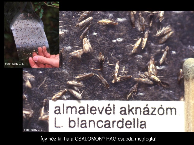 Lithocolletis blancardella