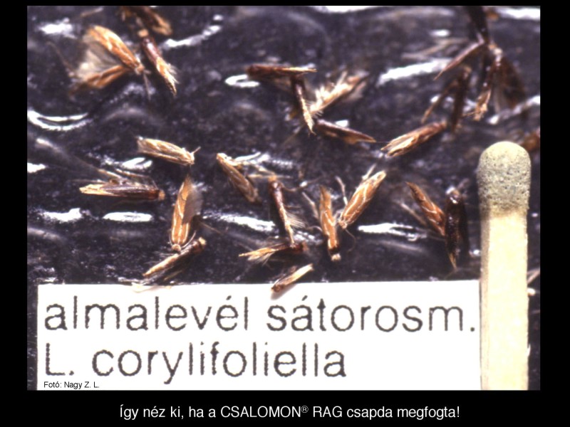 Lithocolletis corylifoliella