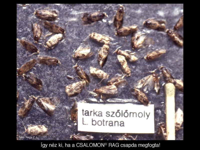 Lobesia botrana