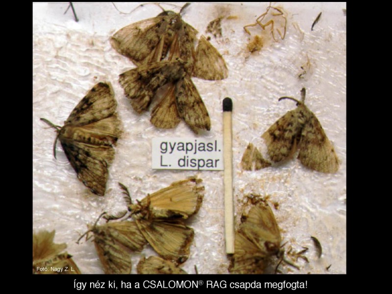 Lymantria dispar