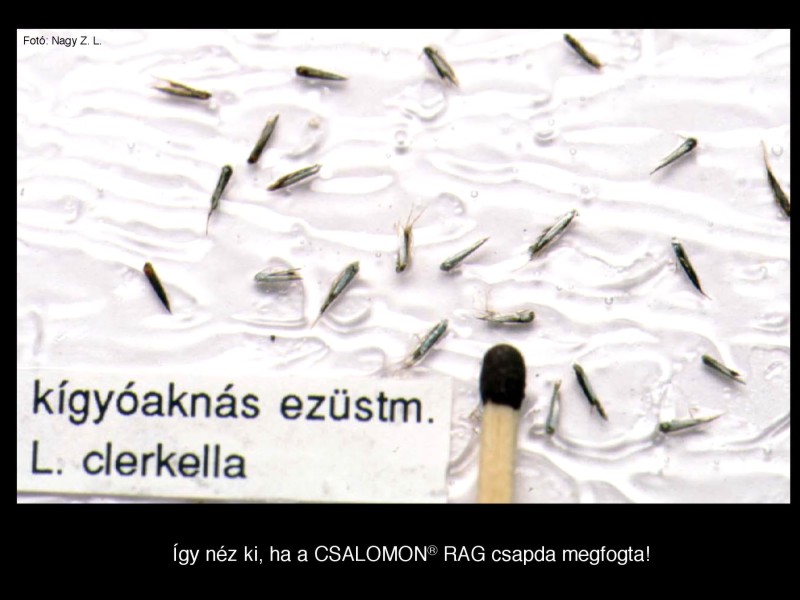 Lyonetia clerkella