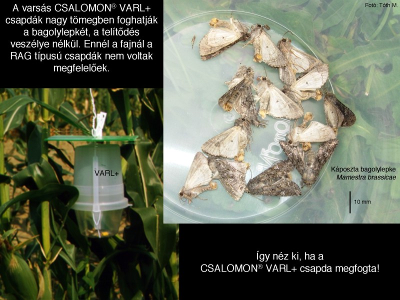 Mamestra brassicae
