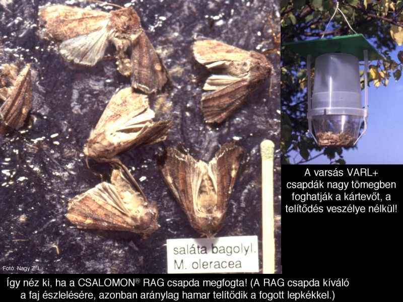 Mamestra oleracea