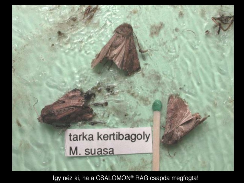 Mamestra suasa
