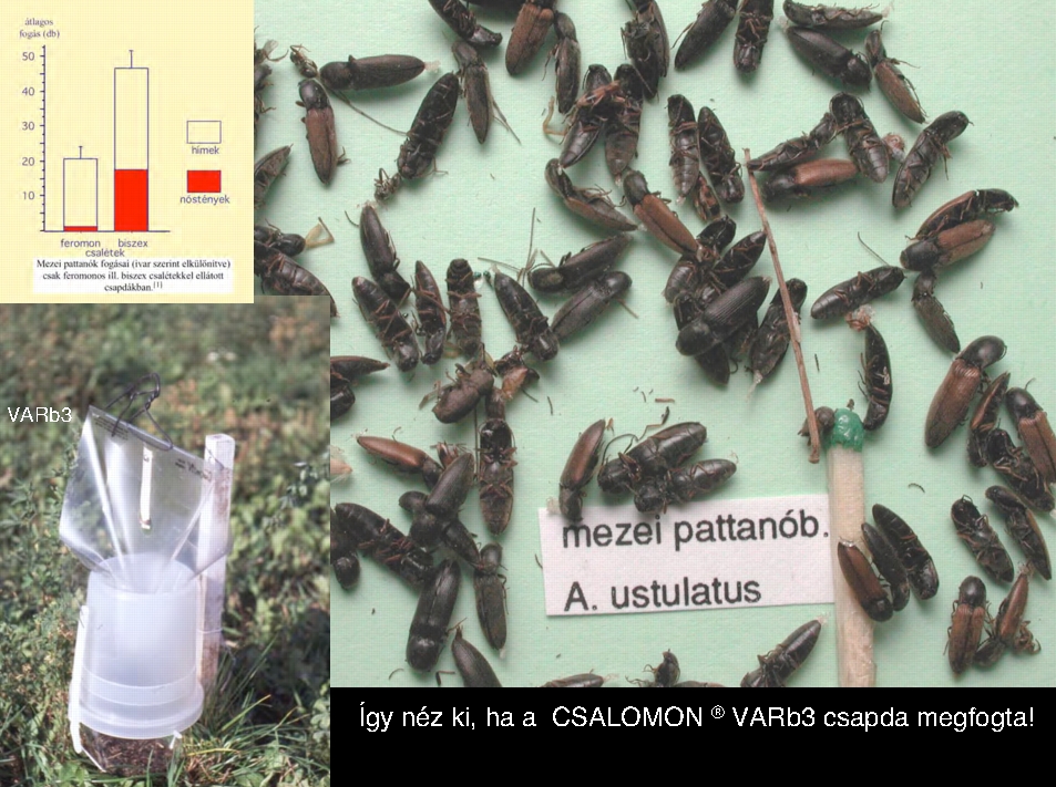 Agriotes ustulatus biszex