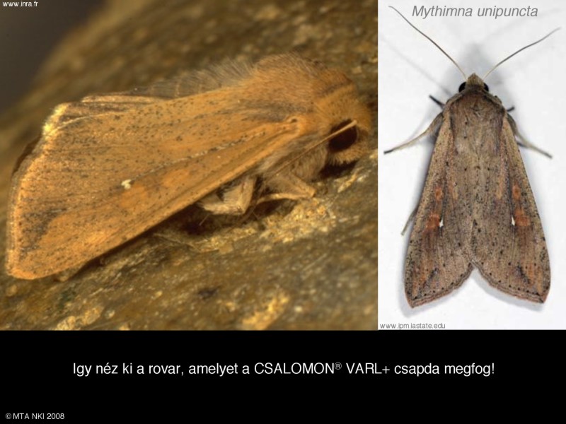 Mythimna (Pseudaletia) unipuncta