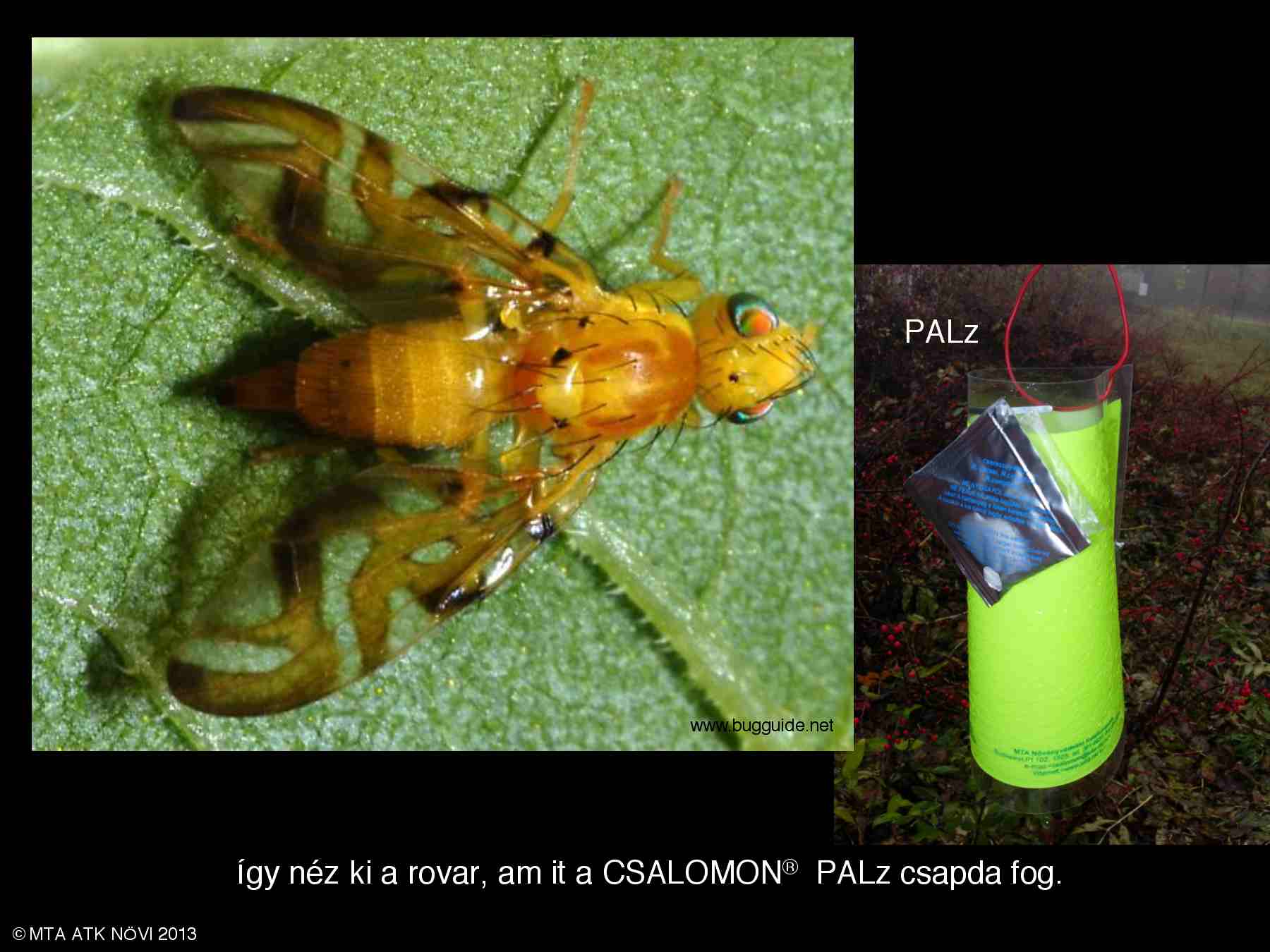 Strauzia longipennis