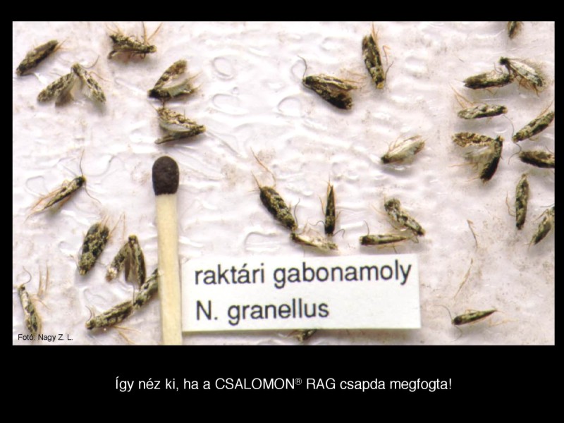 Nemapogon granellus