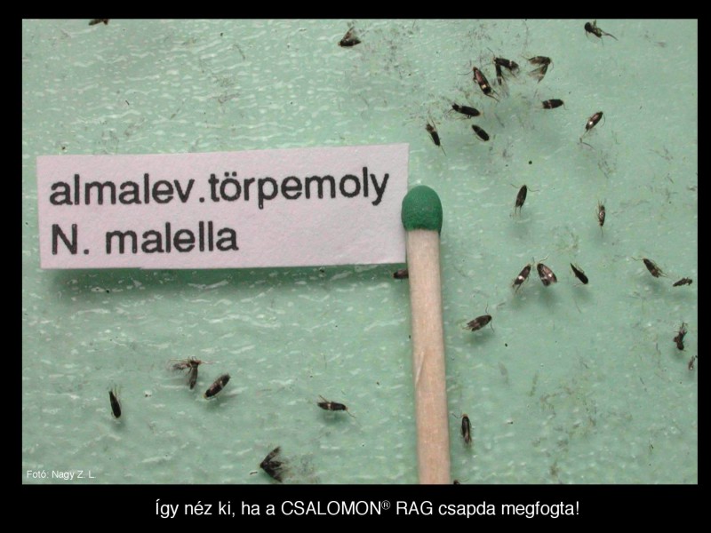 Nepticula (Stigmella) malella