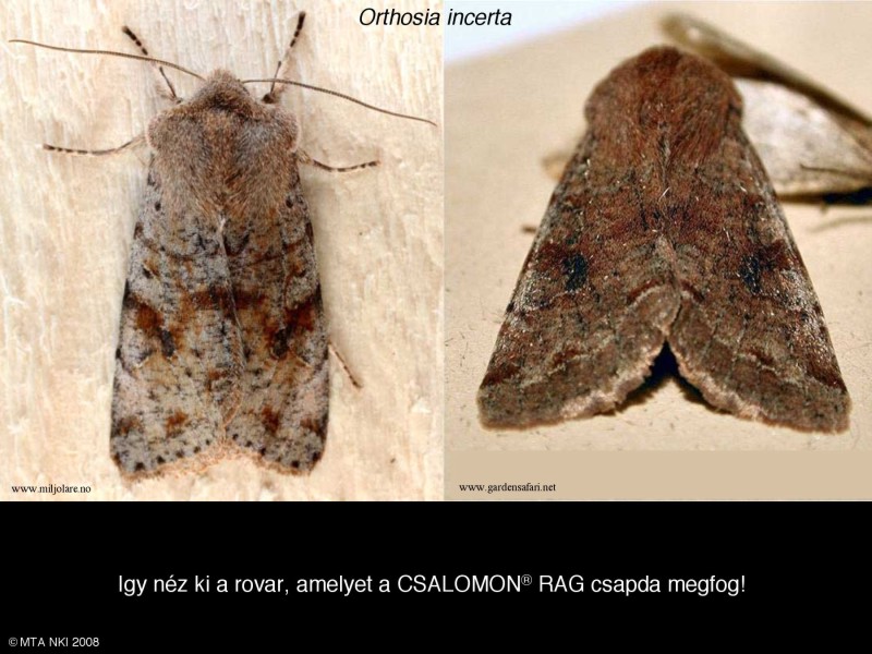 Orthosia incerta