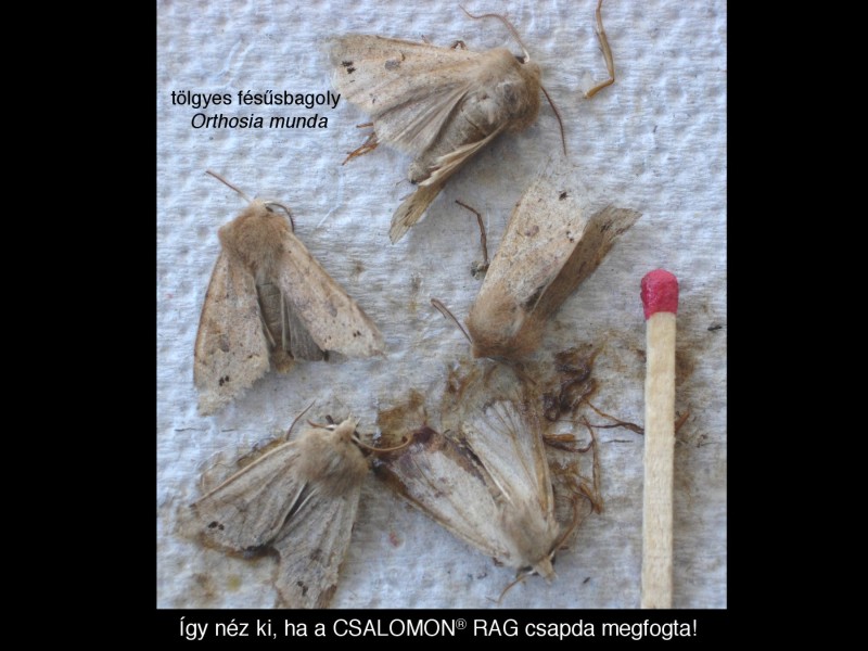 Orthosia munda