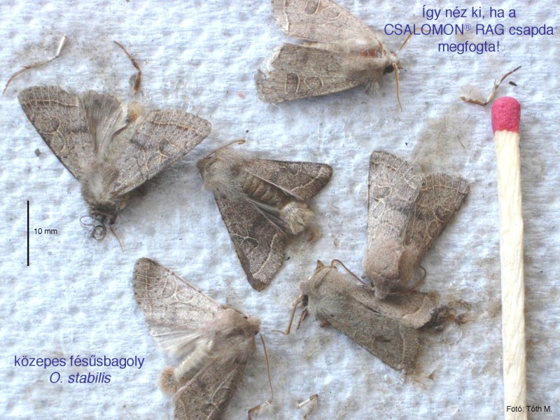Orthosia stabilis