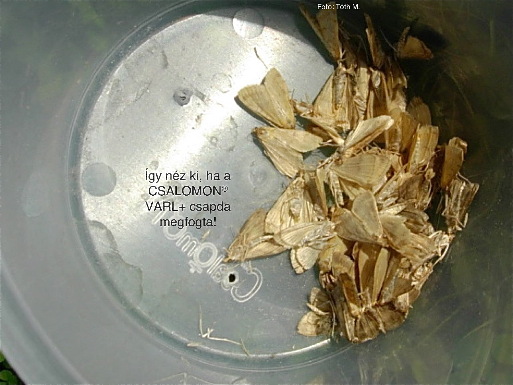 Ostrinia nubilalis BISZEX
