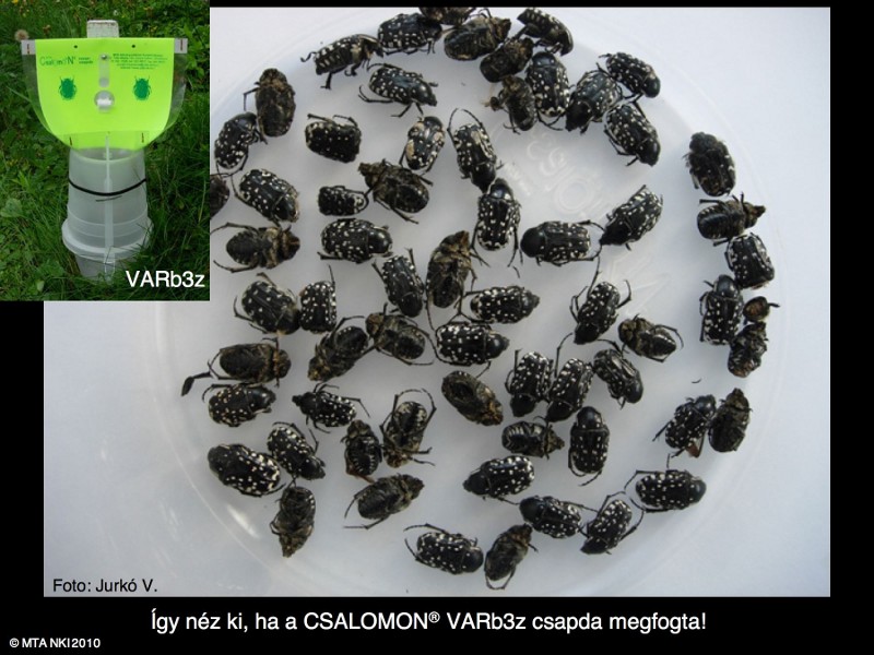Oxythyrea cinctella