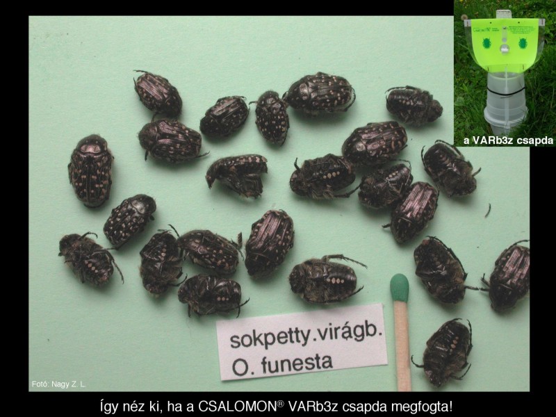 Oxythyrea funesta