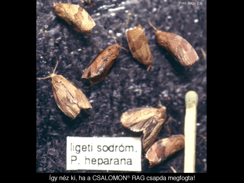 Pandemis heparana