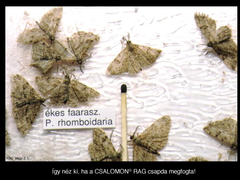 Peribatodes rhomboidaria