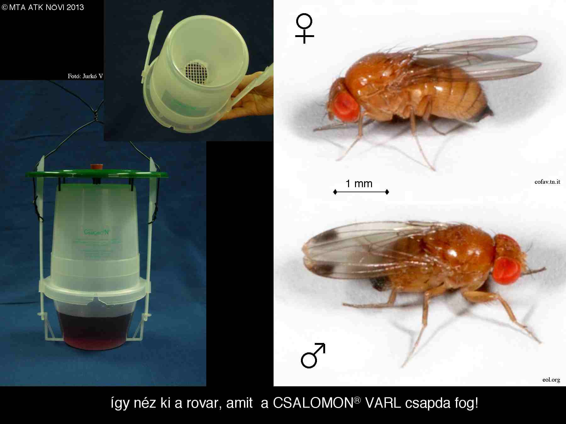 Drosophhila suzukii