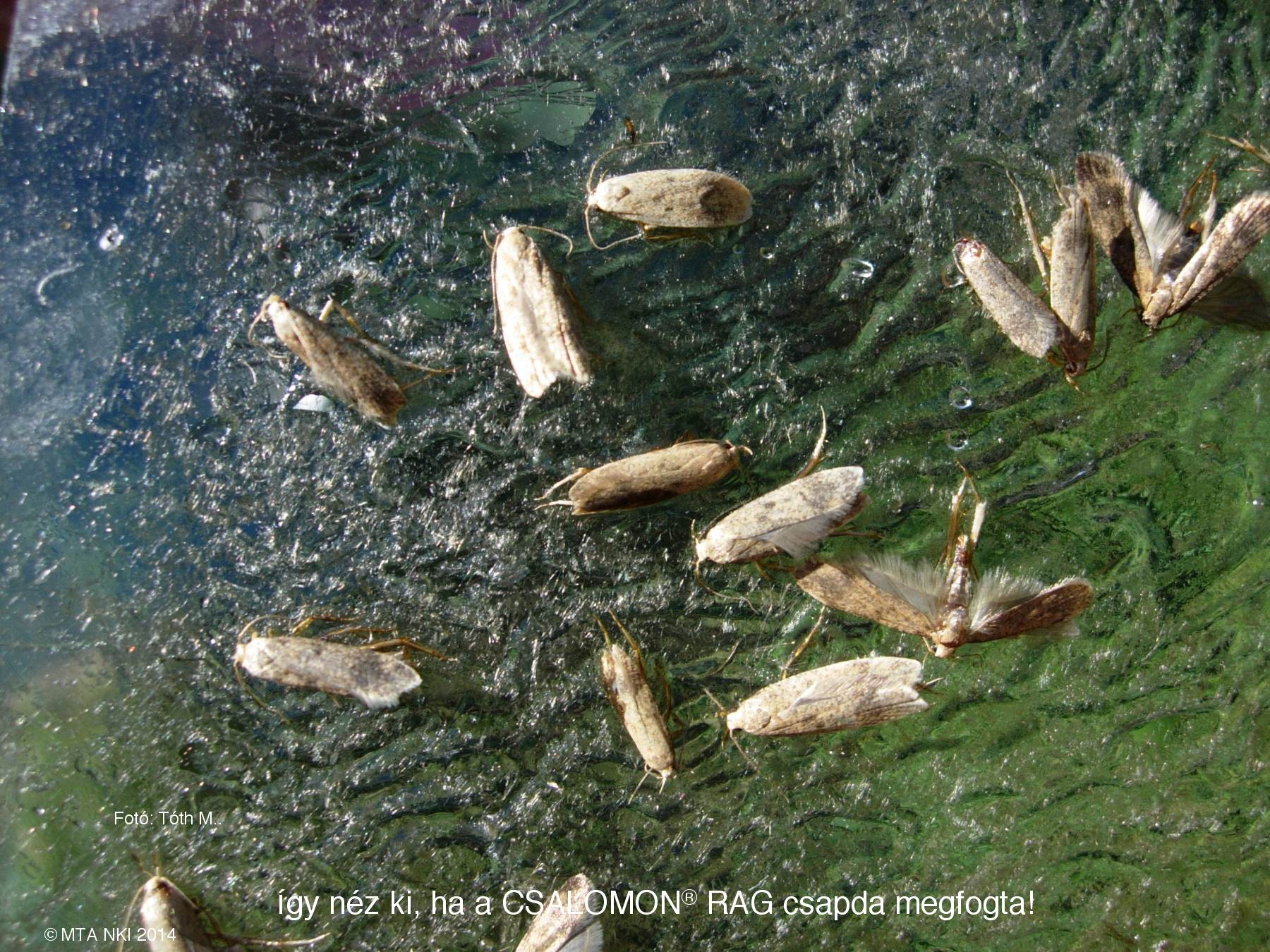 Pexicopia malvella