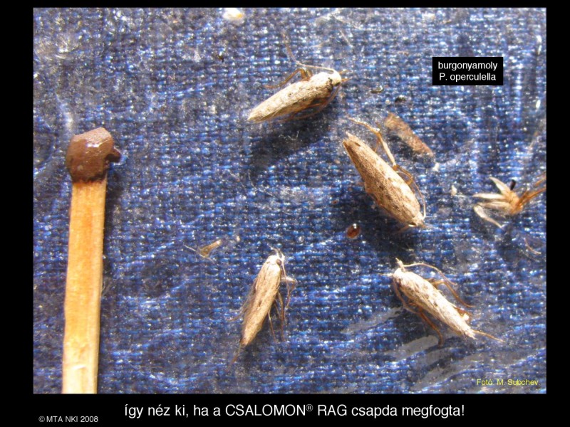 Phthorimaea operculella