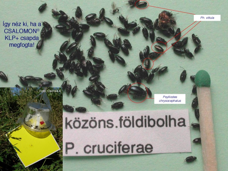 Phyllotreta spp.