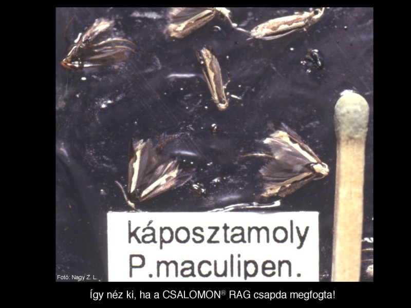 Plutella maculipennis