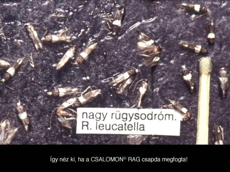 Recurvaria leucatella