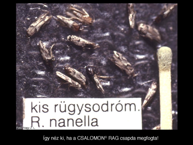 Recurvaria nanella