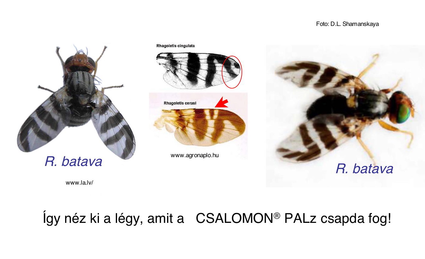 Rhagoletis batava