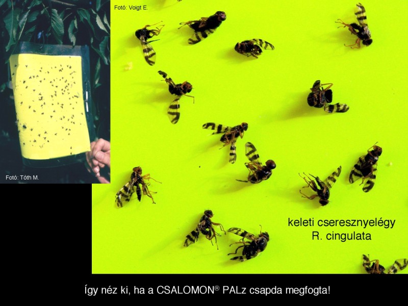 Rhagoletis cingulata