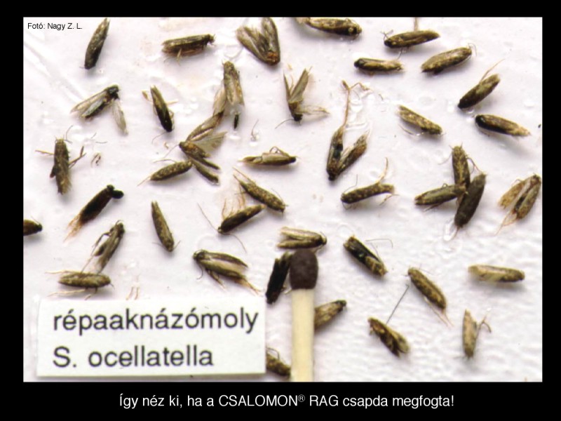 Scrobipalpa ocellatella