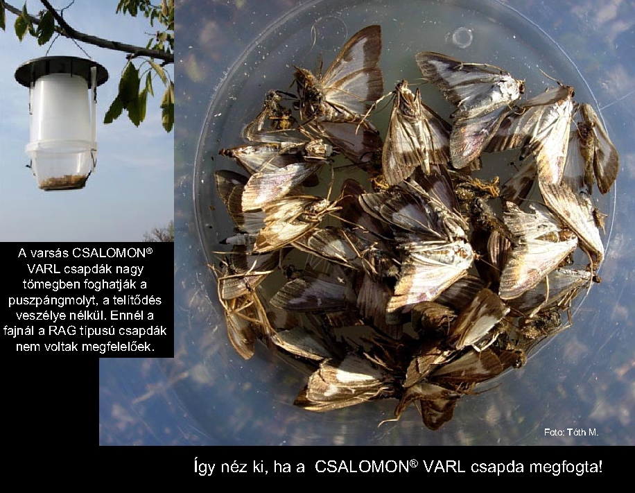 Cydalima perspectalis