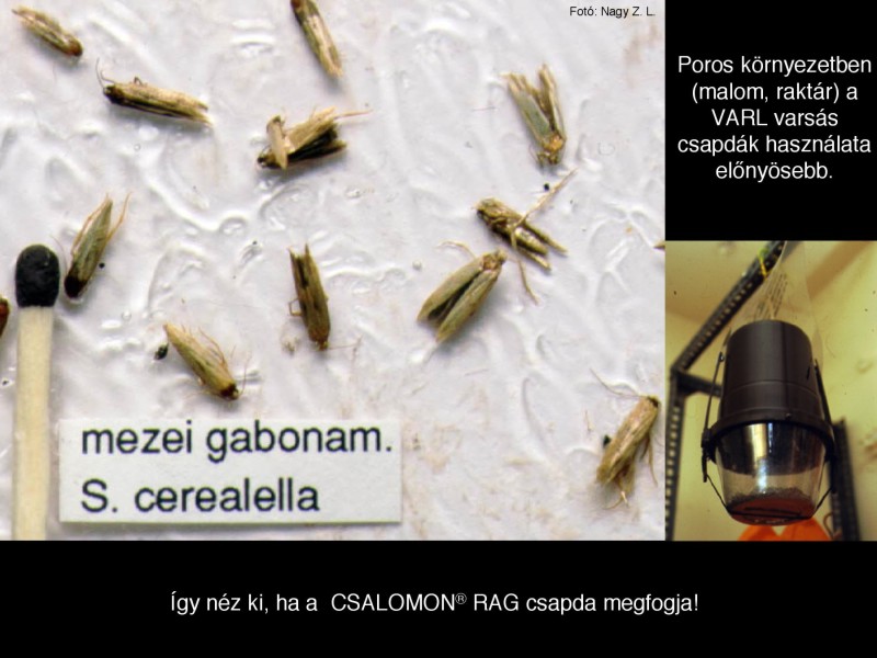 Sitotroga cerealella