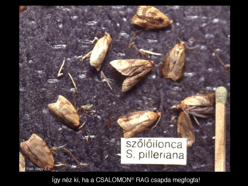 Sparganothis pilleriana