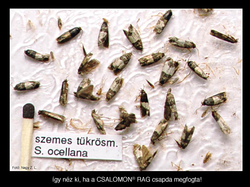 Spilonota ocellana