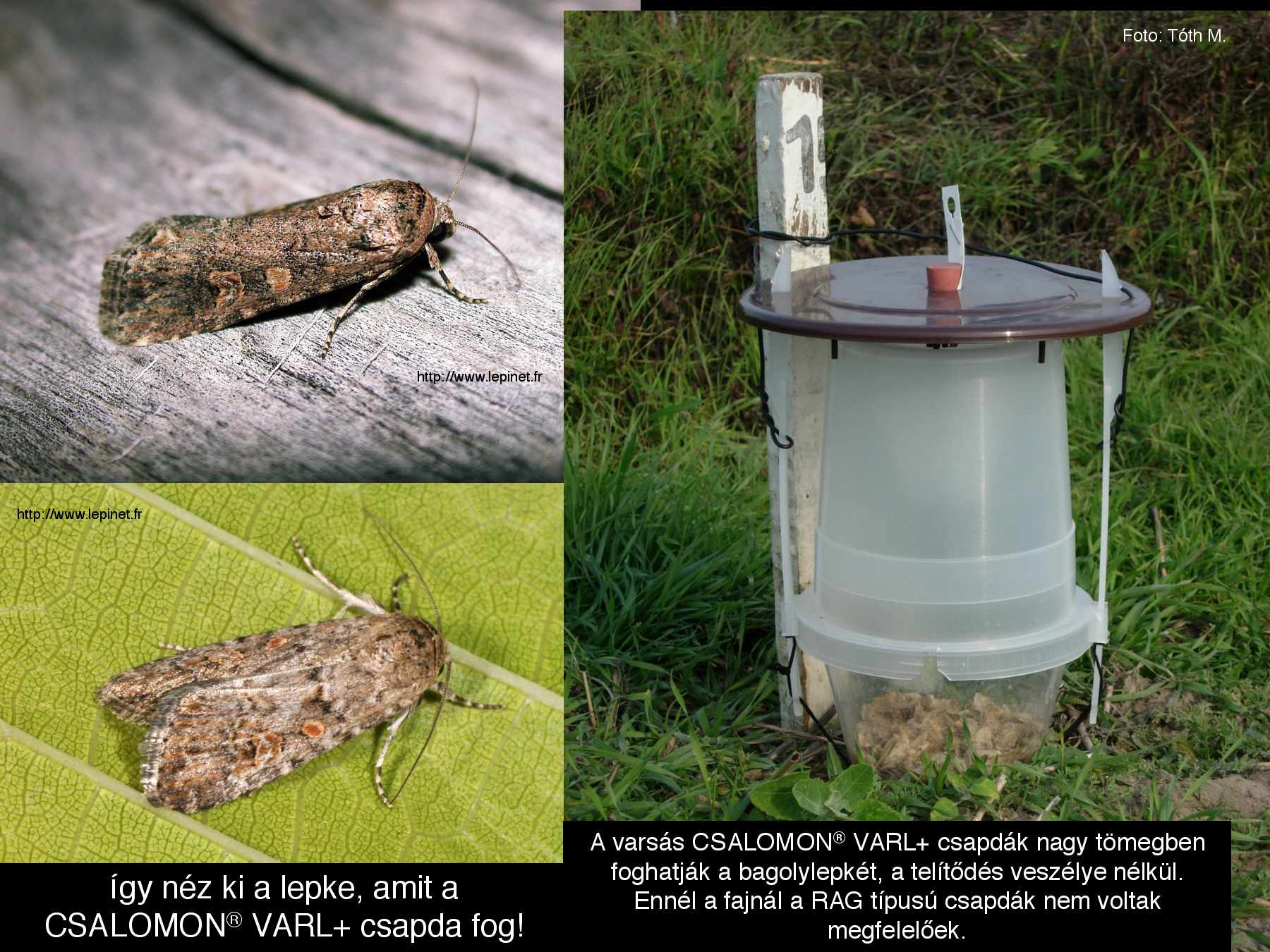 Spodoptera exigua