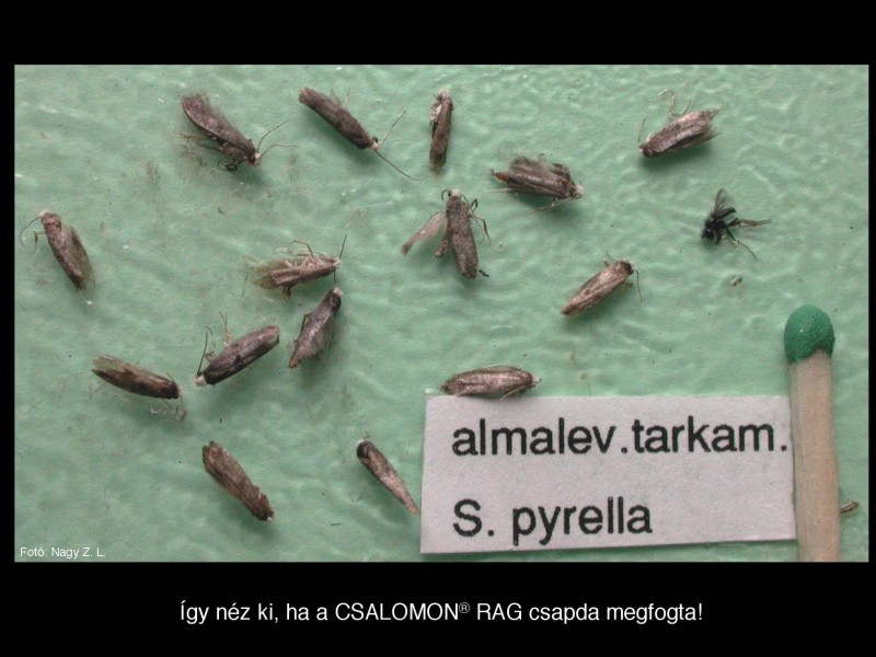 Swammerdamia pyrella