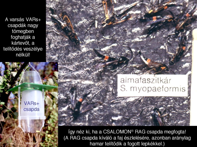 Synanthedon myopaeformis