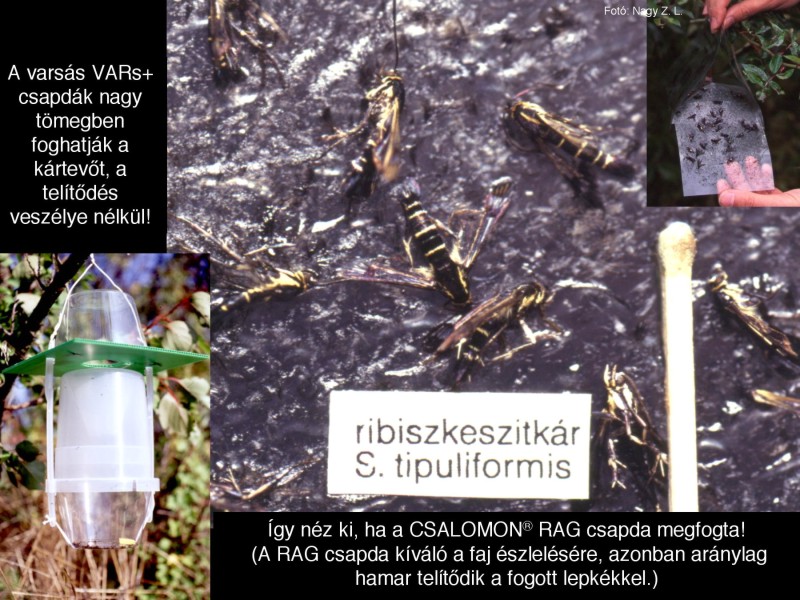Synanthedon tipuliformis